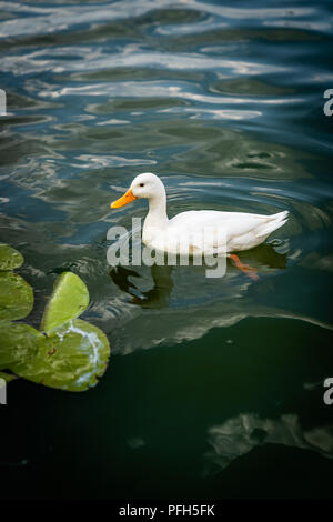 Le canard domestique, le canard de Pékin, Anas platyrhynchos, sur le lac à l'état sauvage Banque D'Images