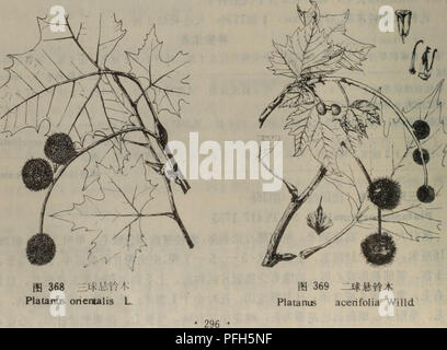 . Da lian zhi wu zhi di qu. botanique. 10â é¿³Ï¼Aeåçå½15åç±¢å¤¶aeåº ç'3 â 5ä'ªï¼Ç¨ä'º2ä'ªï¼Aeåºç 2.5Åç kroměříž'2 â±³Ï¼Å¿® å-è±æ±¶ï¼å åºååºç çª° åaeä¹é aeçªåºaeåºå¤ä¹é «« è²ç¯ãè"æ±æ5aeï¼aeae aeã åäº10â11ae§¬§ae'²Ä¨åäºae'åé'²È¿severnãƒ Ï¼aeå½aeä¨é" ²Å¼Ç§å³å£·ãé¤¤ï¼å d'ä åå ¨å½å¤§åºåaeae¨é å° ½Å¹Ï¼¤§⇨¿å å° åºä½ä ºåå¿ç'·»¿åae§ã æ ç¨aeå¹³ae« ï¼è çº¹ç¾ä ½ï¼å¯±'ä½è¶åae¿ãå¶ãä¹å® ·å¨ï¼ä ºåaeç-ç'åae »¿§ã ç 2. ¬äºçae Å½ae¨éae±è¢§¡ï¼å¾ ae369 ) Platanus acerifolia Willd Sp PI. 4 474,1797 .. (P. hispanica Muenchh È½å¶å ]¤§ä¹ae¨ï¼é« è¾¾ ³Ãae30ç±ç®ç°ç" è²ï¼å Ï¼ä¿æ"è'§¤§¶åç åå å¥è½:å" aeå¯è¢©"ç°é È²çº¯«¶äºçï¼éåµå½" åå¢ï¼é¿10â24åç±³Ï¼Å®½12â25åç±³Ï¼Ä'ä'Ä'¤é¢å æ¶aeç"©°é"è²ae¯ï¼åä »¨å å Banque D'Images