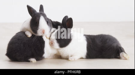 Trois jeunes lapins noir et blanc (Oryctolagus cuniculus) entassés Banque D'Images