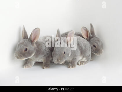 Gris trois lapins domestiques (Oryctolagus cuniculus), front view Banque D'Images