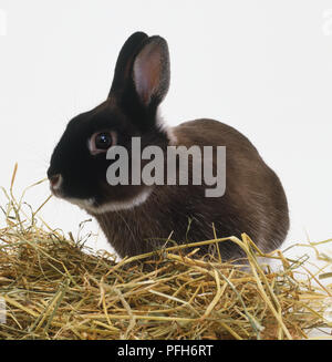 Netherland Dwarf lapin domestique (Oryctolagus cuniculus) assis à côté d'un tas de paille, side view Banque D'Images