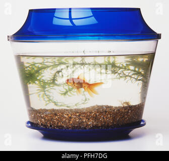 Un poisson rouge (Carassius auratus) dans un petit réservoir contenant des cailloux et des plantes, couvercle bleu en haut Banque D'Images