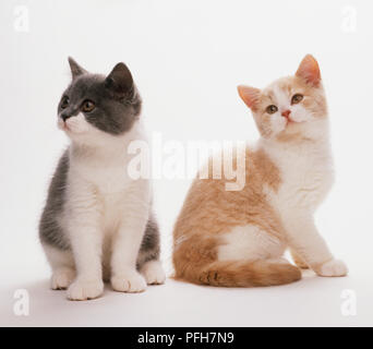 Deux chatons (Felis catus), l'un noir et blanc, et l'autre de couleur crème et blanc, assis côte à côte, l'avant et vue latérale Banque D'Images