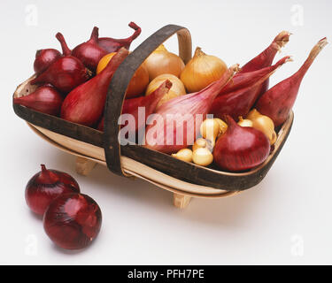 L'Allium cepa, oignons de différentes couleurs et tailles dans un panier en bois Banque D'Images