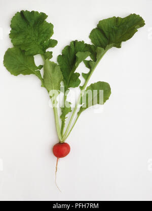 Le Radis, Raphanus sativus 'Round Red' Banque D'Images