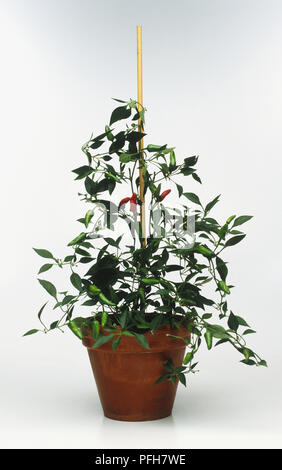 Chili Pepper plante dans un pot soutenu par un bâton Banque D'Images