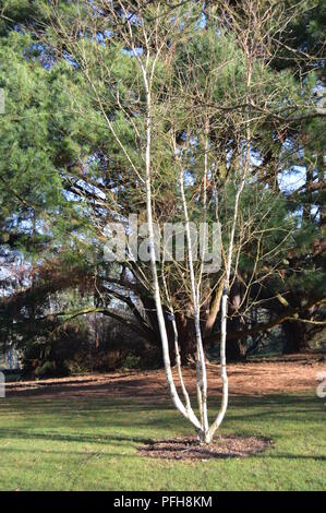 Le Betula utilis jacquemontii Jermyns var Banque D'Images