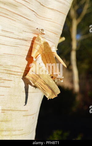 Le Betula utilis jacquemontii Jermyns var Banque D'Images