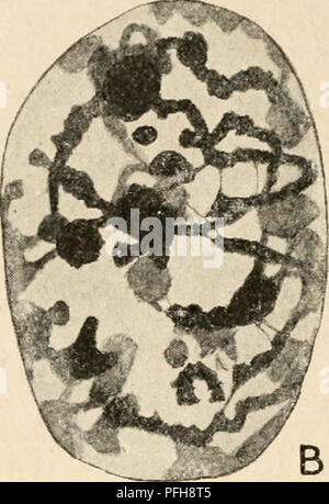 Cette image tirée des travaux de Wilfred Eade Agar sur la cytologie se concentre sur le noyau métazoaire, explorant sa structure et sa fonction dans des cellules complexes. Les travaux contribuent à l'étude de la biologie cellulaire et des mécanismes sous-jacents à la fonction et à la division cellulaires. Banque D'Images