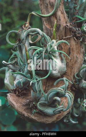 L'usine de l'air tourbillonnant, Tillandsia caput-medusae. Banque D'Images