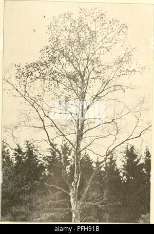 . Dansk ornithologisk forenings tidsskrift. Les oiseaux ; les oiseaux. 199. J'Kvaekere Birketrae (-ca. 1600.) (Fotografiet velvilligt overladt Tidsskriftet Gengivelse Rosenius til af P.). P. Rosenius fot.. Veuillez noter que ces images sont extraites de la page numérisée des images qui peuvent avoir été retouchées numériquement pour plus de lisibilité - coloration et l'aspect de ces illustrations ne peut pas parfaitement ressembler à l'œuvre originale.. Dansk ornithologisk forening. [Paris 02] : Den Forening Banque D'Images