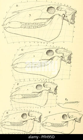 . Dansk ornithologisk forenings tidsskrift. Les oiseaux ; les oiseaux. 124. ^-1 * '3 '•*' "s i' ri-^^ »'-id. Veuillez noter que ces images sont extraites de la page numérisée des images qui peuvent avoir été retouchées numériquement pour plus de lisibilité - coloration et l'aspect de ces illustrations ne peut pas parfaitement ressembler à l'œuvre originale.. Dansk ornithologisk forening. [Paris 02] : Den Forening Banque D'Images