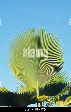 Pritchardia gaudichaudii, grand, ayant la forme d'un vert feuilles de palmier tropical situé contre le ciel bleu Banque D'Images
