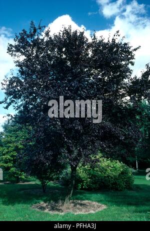 Prunus cerasifera 'Nigra' (Cherry Plum, le Myrobolan) arbre dans le jardin formel Banque D'Images