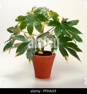 Fatsia japonica variegata (Aralia japonais), florifère avec jaune à bord de feuilles vertes, close-up Banque D'Images