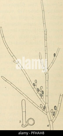 . Dansk botanisk arkiv. Les plantes ; les plantes -- danemark. dans d'autres, il est souvent réduite à une étroite bande située un peu au-dessus de la moyenne de la cellule. Les sporanges sont oblongues, monosporales- ovales, 9-11-13// long, 6-9, 7-8 pour la plupart// large. Ils sont en règle et secundly seriated sessiles généralement en longues rangées placé sur l'intérieur (en haut) des branches de la base vers le haut (Fig. 25 a) ; mais plus dispersées les sporanges se produisent également (Fig. 27) tout comme pédicellées les sporanges sont loin d'être rares. L'usine a une grande ressemblance à Chantransia Hypneae mais cela diffère d'avoir Fig. 28. Acrochae- endophy Banque D'Images