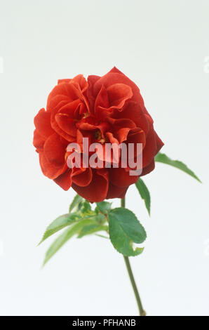Rosa 'Brown Velvet', cluster fleur rose rouge Banque D'Images