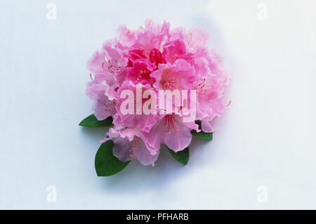 Rhododendron 'Doc', fleurs roses de treillis compact Banque D'Images