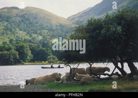 L'Angleterre, Cumbria, Shap, les moutons se reposant dans la zone par le lac Ullswater, deux personnes sur un bateau à rames sur le lac avec des collines en arrière-plan. Banque D'Images