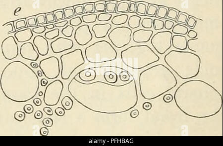 Ce volume du Dansk Botanisk Arkiv décrit la morphologie et la structure cellulaire de l'algue Rosenvingea sanctae-crucis, détaillant ses structures reproductrices, ses chromatophores et ses filaments hyphaux. Banque D'Images
