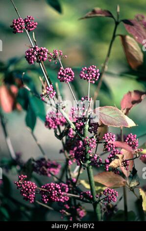 Var Callicarpa bodinieri giraldii 'Profusion' (bodinier beautyberry's), les tiges avec des grappes de petits fruits violets, close-up Banque D'Images