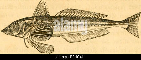 . La Danmarks fiske. Les poissons. 82. IL pnntifcrliiutJctur ficl € Bc. ^} nnt)<lttcilcc Trlgla^( tcn (Lacep.) j'^^Joé,fif ttc d'iennc laeiit <2er 5*iini(iené fcepantéretc SfjAElncmccrfe, te tnbciv 5 ?i de l^ej ®rat) utriflet fcrrefTc, ta tet £)jebcen Dvevoi ^ar en tcntlig iStcrrclfe faa-tet iffe olene, nt être-- fcceffer ^elc l;inben cnfccg forril les hommes, rager frem ccer, ønuben fDcunten er cg, naar, luffet ganfTe jTjulcr Ooerfjitbebenene^ terimcb ; bcig til ctv) en iibcmTgelig ferener 8 Unité intersectorielle du lycrgJAElIcs laaget ; niet ftg, faa à jaellelaagéappiJratet fiTtte ventilateur iffe ©^ rvjelfe j 23ep(, ufccn Ejebcitct au cg Banque D'Images