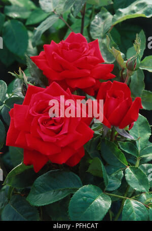 Rosa 'Ruby Wedding, trois roses rouges avec des feuilles vertes, close-up Banque D'Images