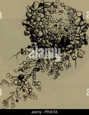 Cette entrée de 'Danmarks Fauna' décrit l'anatomie de Cnemidocarpa mollispina, une petite espèce vivant dans le sable récemment découverte dans la péninsule de Kola. Il comprend des informations détaillées sur les organes reproducteurs et l'anatomie interne. Banque D'Images