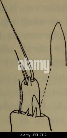 Cette illustration tirée de « Danmarks fauna » représente diverses espèces animales du Danemark, mettant en valeur sa riche faune naturelle. Il présente des représentations détaillées de la faune danoise, mettant en évidence diverses créatures trouvées à travers le pays. Le livre, publié par la Société danoise d'histoire naturelle, sert de guide complet sur la vie animale du Danemark. Le contenu se concentre sur les espèces indigènes et leurs rôles écologiques. Banque D'Images