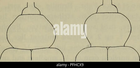 Cette entrée de *Danmarks fauna* décrit l'espèce *Phytonomus*, fournissant des caractéristiques anatomiques détaillées de l'insecte, y compris des mesures de son pronotum et de son museau. Il sert de guide d'identification détaillé pour les entomologistes qui étudient cette espèce de coléoptère. Banque D'Images