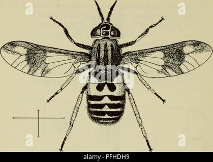 Cette entrée de *Danmarks fauna* décrit le *Chrysops relictus*, une espèce de mouche à cheval trouvée au Danemark. Il comprend les caractéristiques détaillées de ses ailes et de la structure de la carrosserie, mettant en évidence les variations de taille et les caractéristiques d'identification clés. Banque D'Images