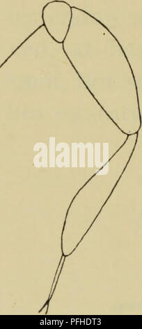 Cette illustration de 'Danmarks Fauna', un guide danois de la faune, se concentre sur la morphologie des insectes. Il montre les caractéristiques anatomiques détaillées d'une espèce d'insecte spécifique, avec un accent sur la structure du pronotum et les caractéristiques de l'épaule. Banque D'Images