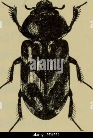 Ce travail se concentre sur la faune du Danemark, illustrant la diversité des espèces animales présentes dans le pays. Il fournit un guide complet de la faune du Danemark, y compris les oiseaux, les mammifères et les insectes. Banque D'Images