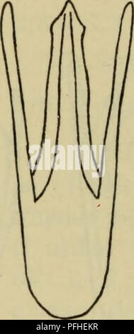 Ce livre fournit un guide illustré de la faune du Danemark, détaillant diverses espèces et leurs habitats. Il se concentre sur l'identification des espèces, y compris les insectes, les oiseaux et d'autres espèces sauvages, trouvées au Danemark. Banque D'Images