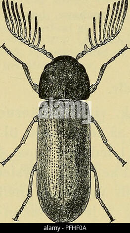 Ce manuel danois fournit un guide illustré de la faune du Danemark, avec des descriptions détaillées de diverses espèces, y compris les insectes, les plantes et d'autres espèces sauvages de la région. Il se concentre sur l'identification et la compréhension des rôles écologiques de ces organismes. Banque D'Images