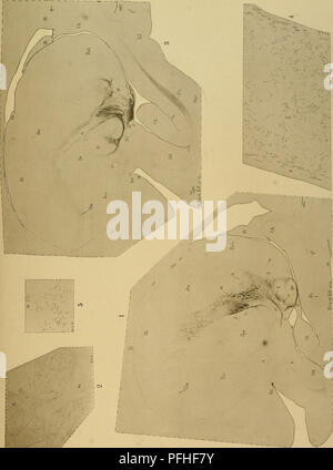 . Medicinisch-Naturwissenschaftlichen Denkschriften der Gesellschaft zu Jena. . Veuillez noter que ces images sont extraites de la page numérisée des images qui peuvent avoir été retouchées numériquement pour plus de lisibilité - coloration et l'aspect de ces illustrations ne peut pas parfaitement ressembler à l'œuvre originale.. Medizinisch-naturwissenschaftliche Gesellschaft zu Jena. Banque D'Images