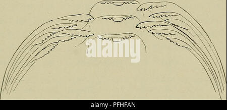 Cette entrée de *Danmarks fauna* décrit la morphologie et les caractéristiques de l'espèce *Viviparus viviparus*, un type de mollusque d'eau douce de la famille des Viviparidae, avec des détails anatomiques et des illustrations. Banque D'Images