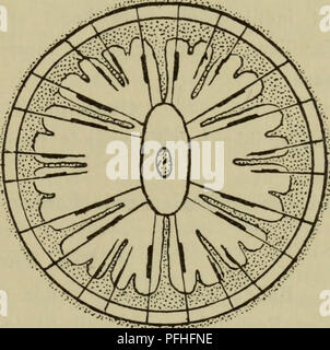 Cette entrée de *Danmarks fauna* décrit les caractéristiques anatomiques des espèces marines, en particulier la formation de structures comme la Columella et la Pseudocolumella chez les mollusques. Ces formations sont cruciales pour la classification de certains organismes marins. Banque D'Images