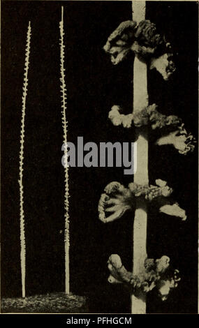 . Illustrerede haandbøger la faune ; den danske plus dyreverden... 56. Fig. 22. Søstraa, Virgularia mirabilis, à Kolonier formindsket Gengivelse j'Udsnit Polypariet og et af. forstørret Plus Arterne Oversigt. Polypbaegrene Taender" ou "l'UDEN Vorter 1. miråbilis Côté (57). Med Polypbaegrene 8 papil- eller smaa, vorteagtige "Baeger- taender*' 2. tuberculåta (côté 57).. Veuillez noter que ces images sont extraites de la page numérisée des images qui peuvent avoir été retouchées numériquement pour plus de lisibilité - coloration et l'aspect de ces illustrations ne peut pas parfaitement ressembler à l'œuvre originale.. D Banque D'Images