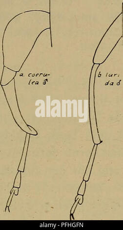*Danmarks Fauna* est un guide détaillé de la faune du Danemark, mettant en vedette diverses espèces d'insectes et d'autres animaux. Cette entrée spécifique se concentre sur les caractéristiques de certains coléoptères, y compris leur taille corporelle et leurs traits uniques. Banque D'Images