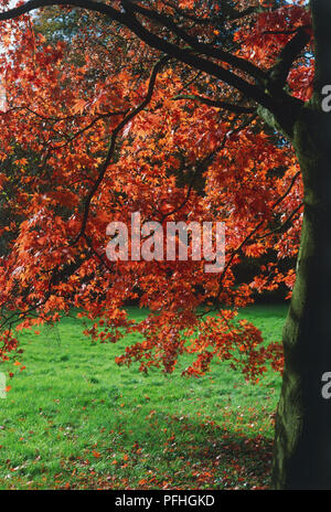 Acer palmatum, arbre à feuilles caduques à tête ronde montrant la moitié du tronc et branches avec orange et rouge vif feuillage et l'herbe avec quelques feuilles tombées sous Banque D'Images