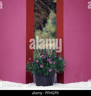 Heuchera 'Plum Pudding" et violet-rose fleurs d'Ostéospermum ciliata, en pot dans un récipient placé sur le gravier entre deux murs roses Banque D'Images