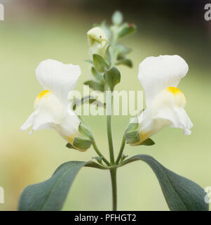 Antirrhinum majus 'arrière série Luminaire blanc', muflier, deux fleurs blanches et de feuilles gris vert. Banque D'Images