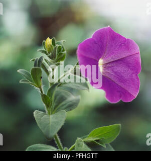 Petunia 'Arrière' Bleu, fleur bleu feuillage vert. Banque D'Images