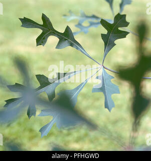 Cassonia paniculata, chou, chou de montagne arbre bleu des dépliants sont profondément lobées. Banque D'Images