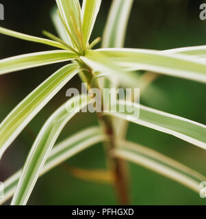 Carex phyllocephala 'Sparkler', vert et crème bar d'herbe comme plante. Banque D'Images