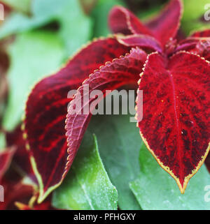 Solenostemon Flamme, hybride de l'ortie, ortie feuilles peintes en velours rouge de l'usine. Banque D'Images