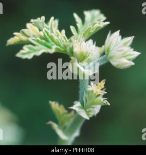 Pelargonium 'Lady Plymouth', feuillage vert clair de taille. Banque D'Images