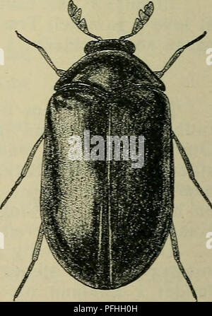 Ce guide de la faune danoise se concentre sur l'identification des espèces, en particulier des insectes. Il décrit une espèce de coléoptère avec des caractéristiques d'antenne distinctes, des pattes brunes et de fines ponctuations sur le prothorax. Des descriptions anatomiques détaillées aident à reconnaître l'espèce et ses caractéristiques distinctives. Banque D'Images