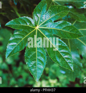 Fatsia Fatsia japonica, Japonais, profonde, lobées feuilles vert foncé. Banque D'Images